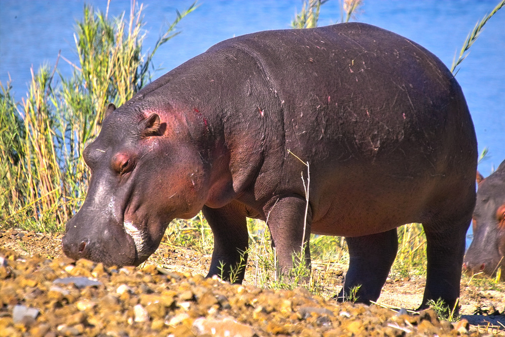 Hippopotamus (Animals at Nandankanan zoo,India) · iNaturalist