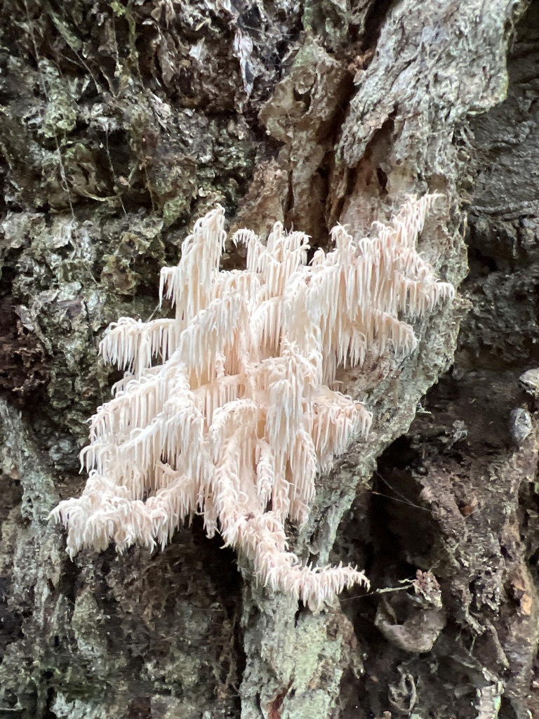 Hericium novae-zealandiae · May 2025 · photo: © davidorlovich (iNaturalist, cc-by)