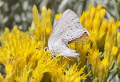 Satyrium sylvinus
