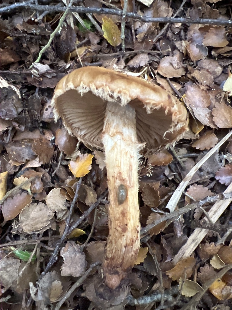 Cortinarius naphthalinus · May 2025 · photo: © davidorlovich (iNaturalist, cc-by)