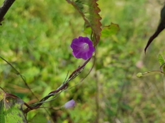 Ipomoea aristolochiifolia