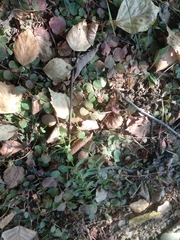 Lysimachia nummularia