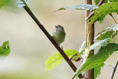 Vireo leucophrys
