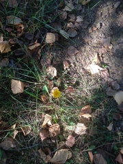 Scorzoneroides autumnalis