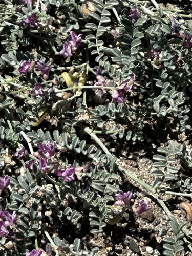Alvord Milkvetch (Astragalus alvordensis)