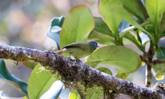 Mionectes striaticollis