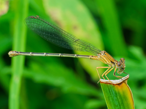 Blue-fronted Dancer photo 5