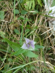 Melampyrum nemorosum