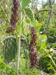 Dioscorea galeottiana
