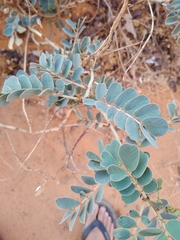Cassiinae