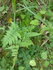 Dryopteris carthusiana