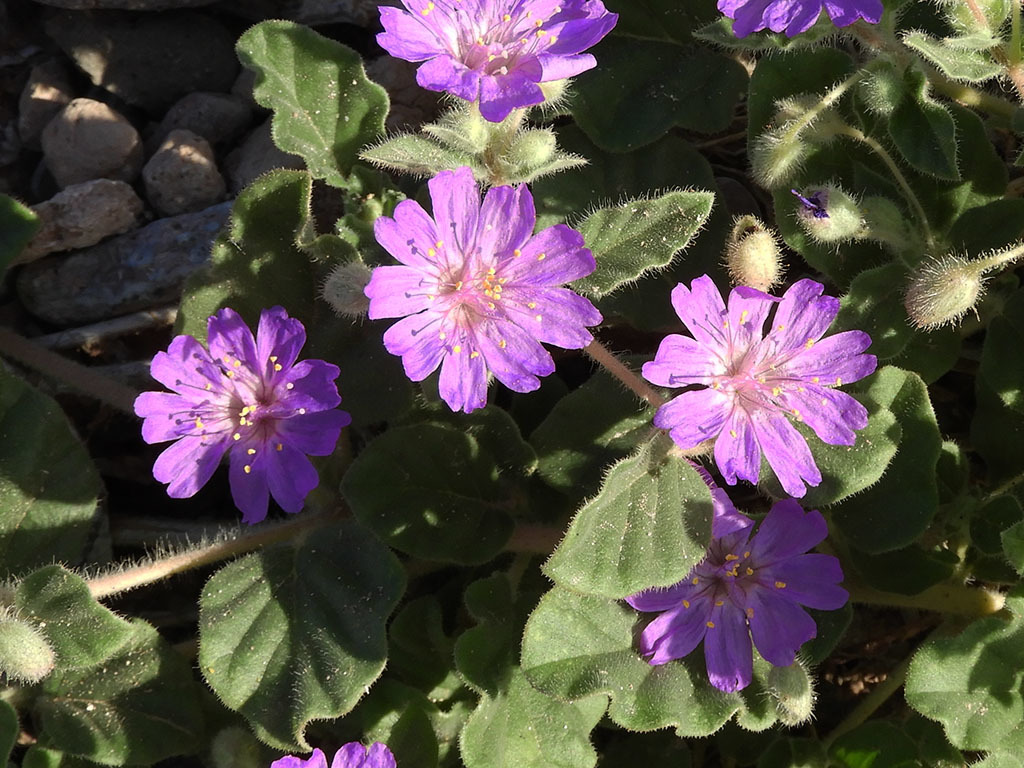Allionia incarnata