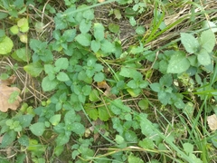 Lamium galeobdolon