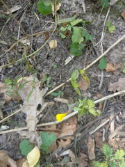 Melampyrum nemorosum