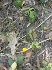 Melampyrum nemorosum