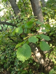 Corylus avellana
