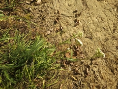 Achillea millefolium