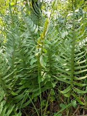 Phlebodium aureum