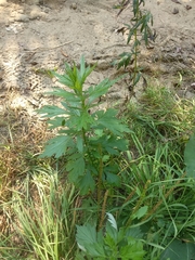 Artemisia vulgaris