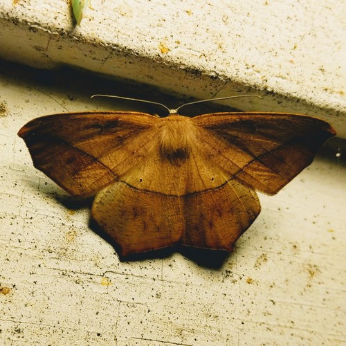 Large Maple Spanworm Moth photo 3