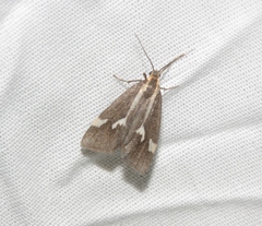Cisthene liberomacula