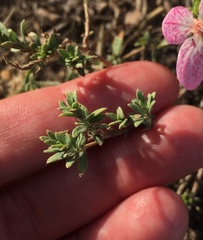 Oenothera canescens
