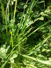 Equisetum arvense