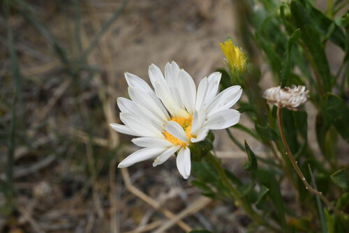 Smooth Woodyaster (Xylorhiza glabriuscula)