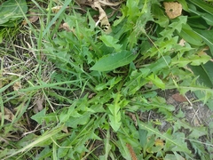 Taraxacum officinale
