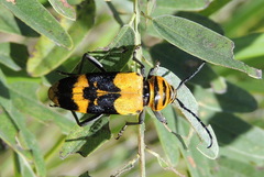 Megacyllene decora
