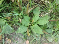 Plantago major