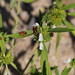 Leucas lavandulifolia - Photo (c) Reiner Richter, μερικά δικαιώματα διατηρούνται (CC BY-NC-SA), uploaded by Reiner Richter