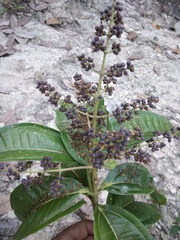 Miconia chamissois