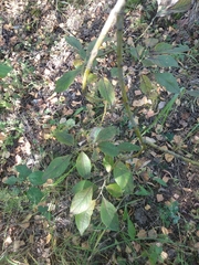 Salix caprea