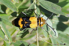 Megacyllene decora