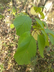 Frangula alnus