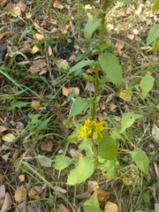 Solidago virgaurea