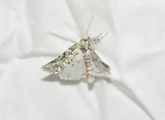 Bryolymnia viridata