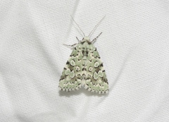 Bryolymnia viridata