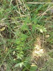 Melampyrum nemorosum