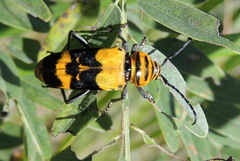Megacyllene decora