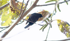 Conirostrum albifrons