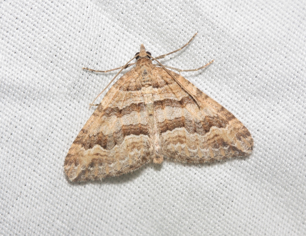 Perizoma epictata