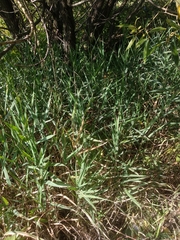 Phalaris arundinacea