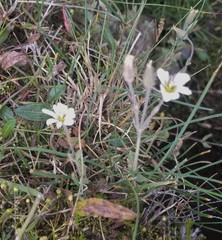 Cherleria biflora