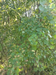 Populus tremula