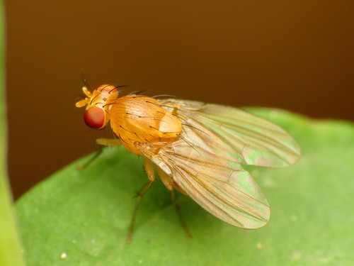 Girinukės nuotrauka