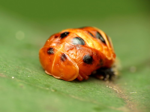 Asian Lady Beetle photo 6