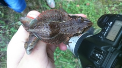 Rana amurensis