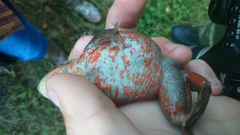 Rana amurensis